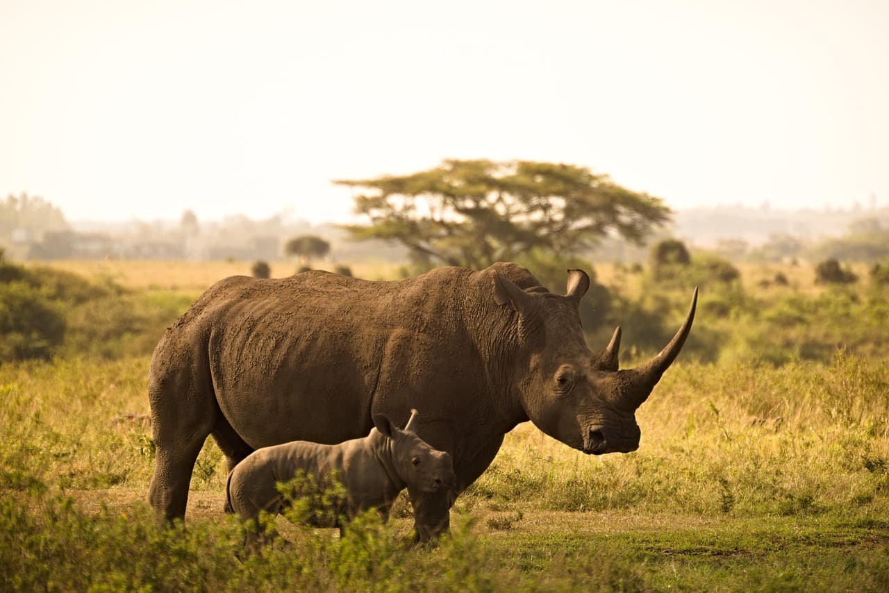 Rhino in Nairobi National Park